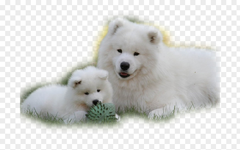 Puppy Samoyed Dog American Eskimo Canadian Greenland PNG