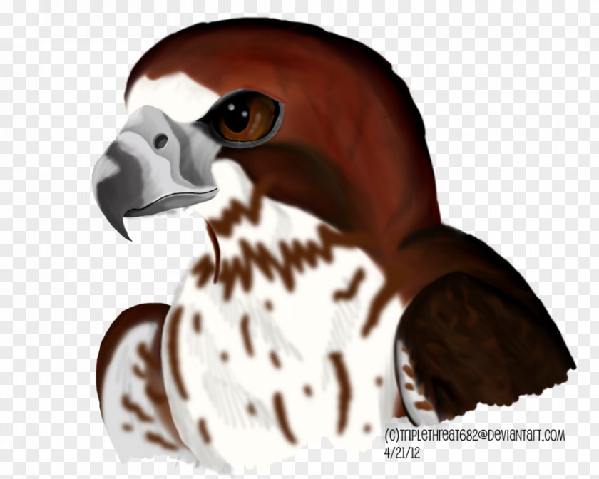 Redtailed Hawk Beak Bird Of Prey Snout PNG
