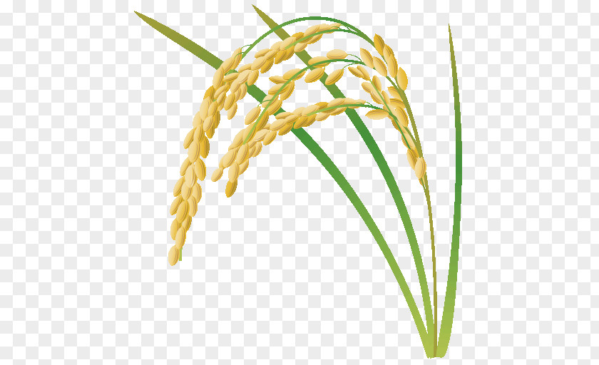 野菜かな Rice Paddy Field Photography Cereal PNG Cereal, rice clipart PNG