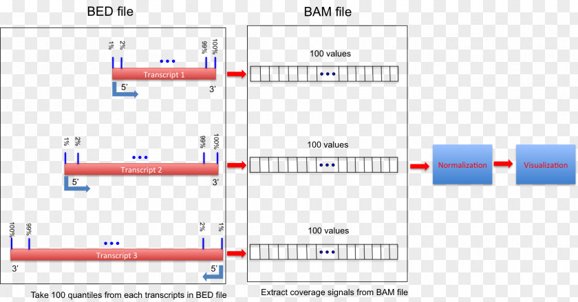 Transcripts RNA-Seq Nucleotide Gene Intron PNG