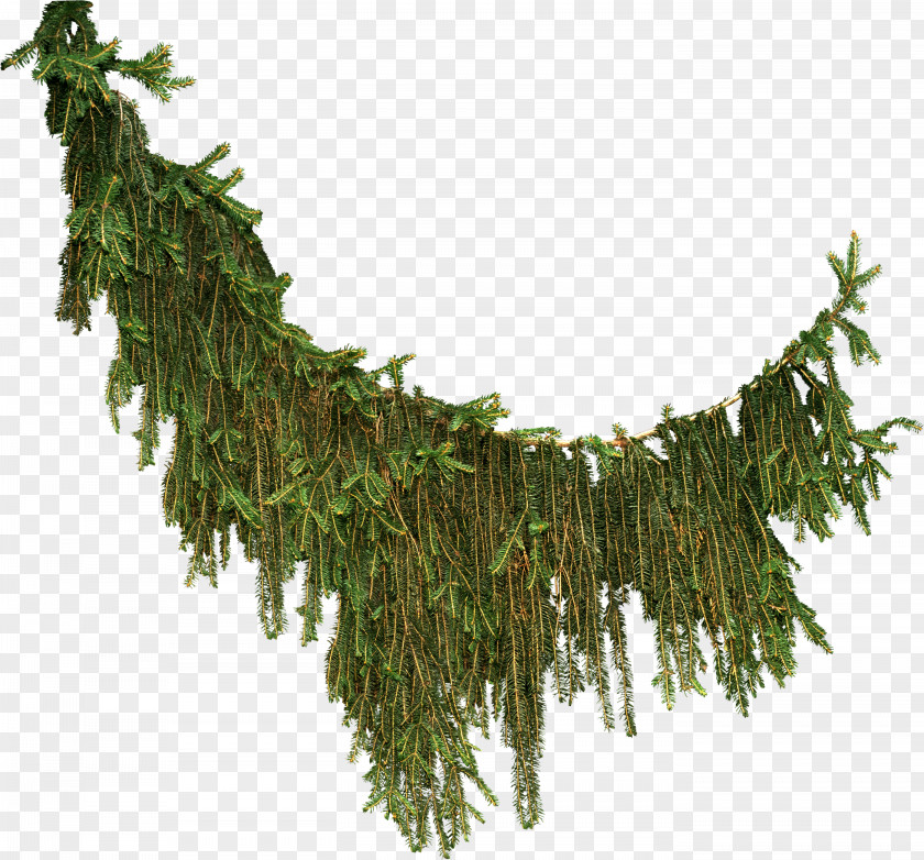 TWIG Tree Spruce Clip Art PNG