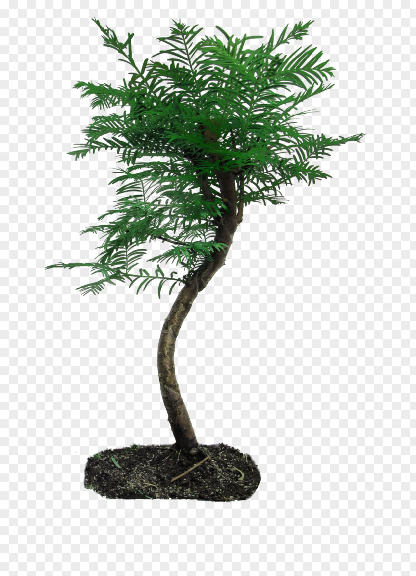 Bonsai Tree Plant PNG