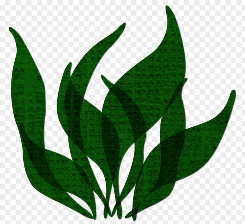 Edible Seaweed Green Algae Kelp PNG