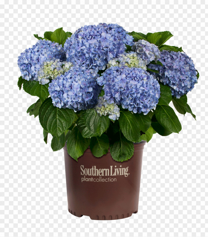 Flower French Hydrangea Shrub Flowerpot PNG