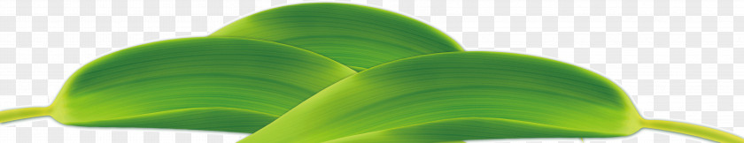 Leaf Plant Stem PNG