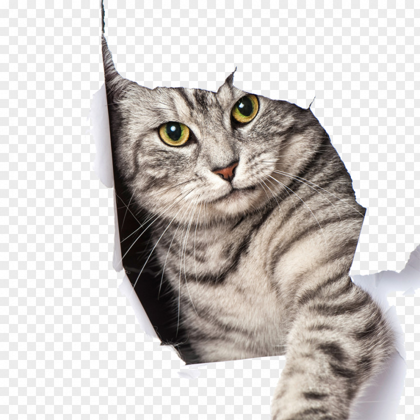 Pet Cat Big Kitten Dog Door PNG