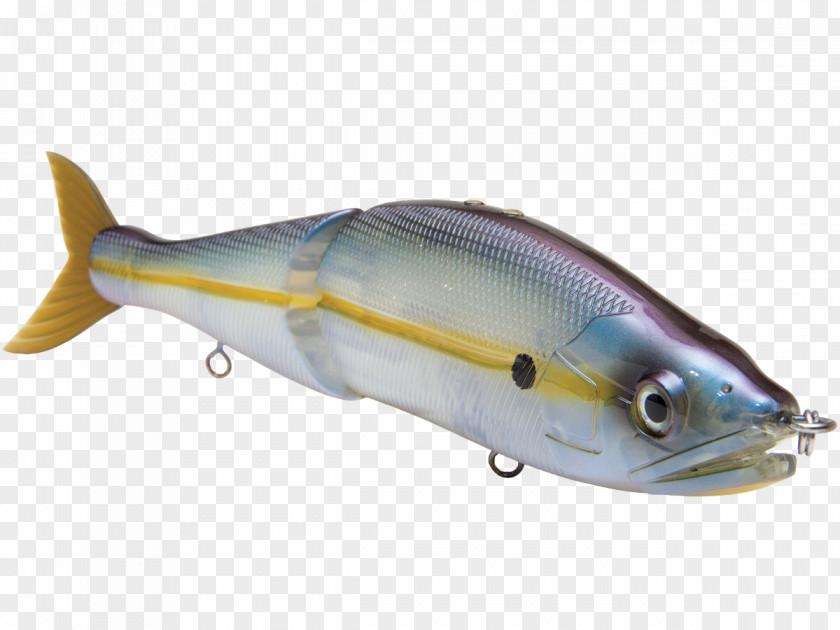Striped Bass Fishing Sardine Marine Biology Oily Fish Milkfish Mammal PNG