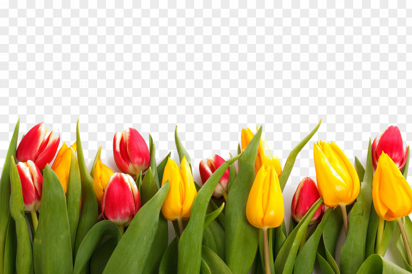 Tulip Flowers Paper Flower Stock.xchng Stock Photography PNG