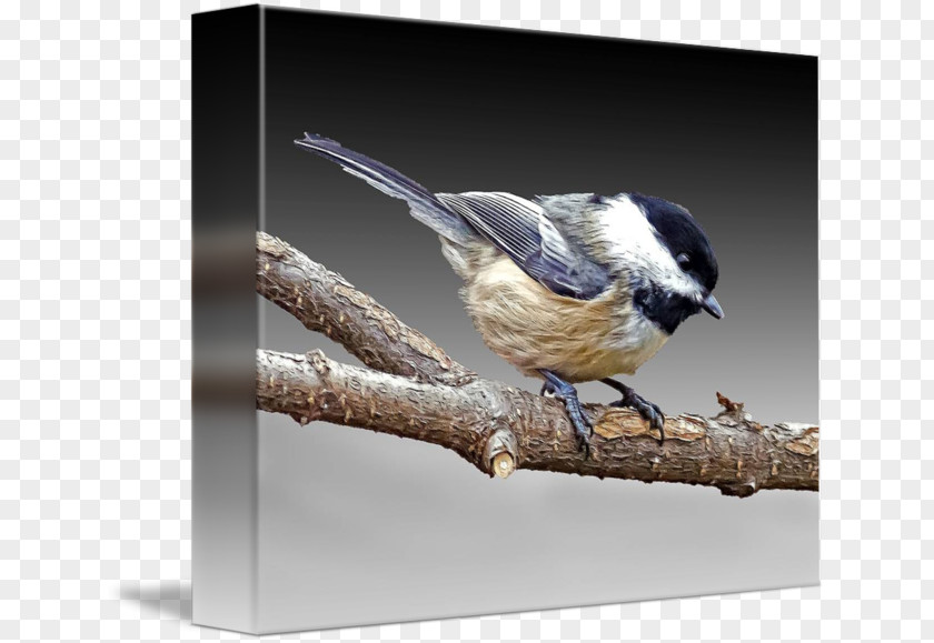 Feather Wren Fauna Chickadee Beak PNG