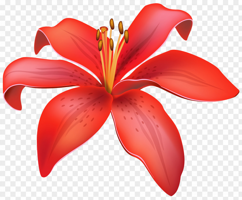Flowers Lilium Candidum Flower Red Clip Art PNG