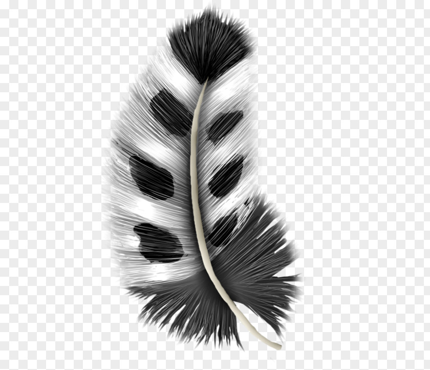 Plume Image Graphic Design Grey Feather PNG