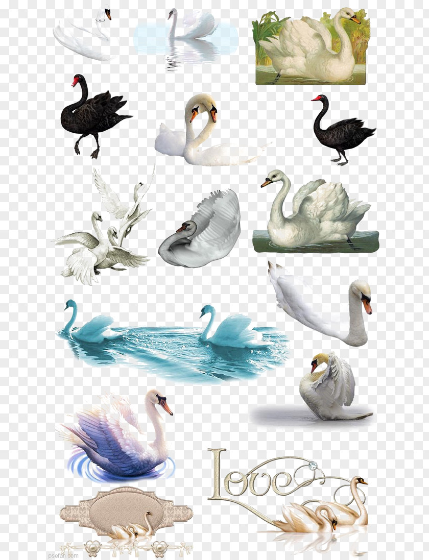 Poultry Goose Domestic Feather Duck Bird PNG