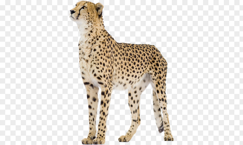 Cheetah Stock Photography Royalty-free Stock.xchng Lion PNG