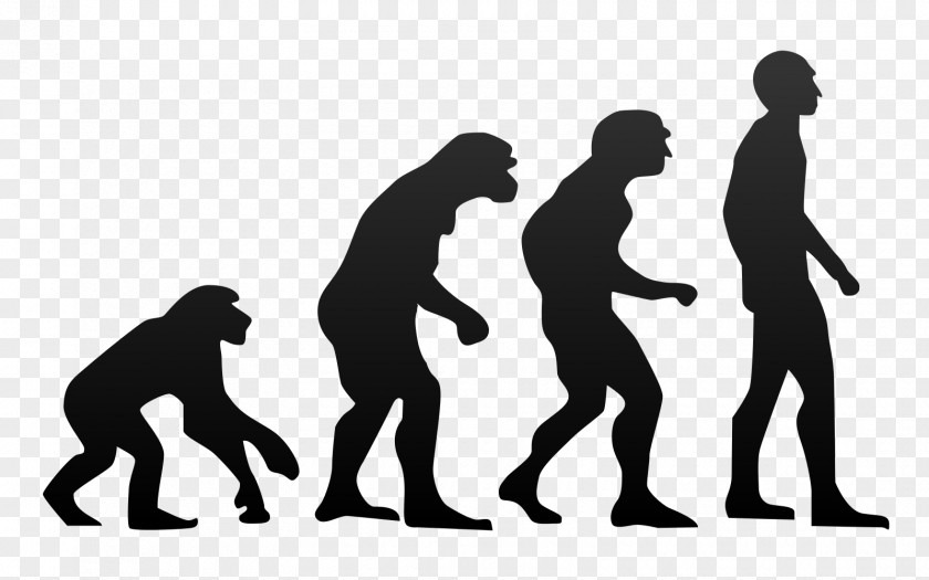 Evolution Ape Anatomically Modern Human Primate PNG