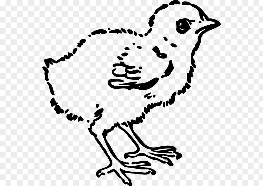 Picture Of Baby Chick Chicken Black And White Clip Art PNG