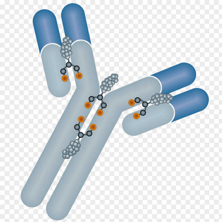 Antibody-drug Conjugate Trastuzumab Emtansine Monoclonal Antibody Immunology PNG