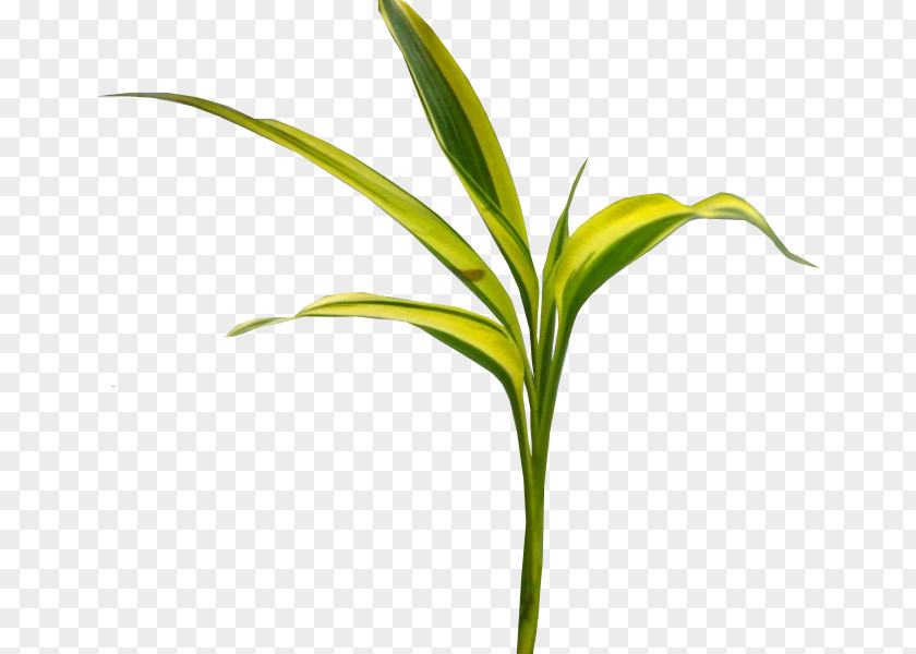 Corn Leaves Leaf Maize ICO Icon PNG