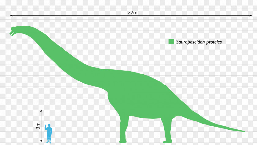Dinosaur Size Alamosaurus Patagotitan Ornithomimus PNG