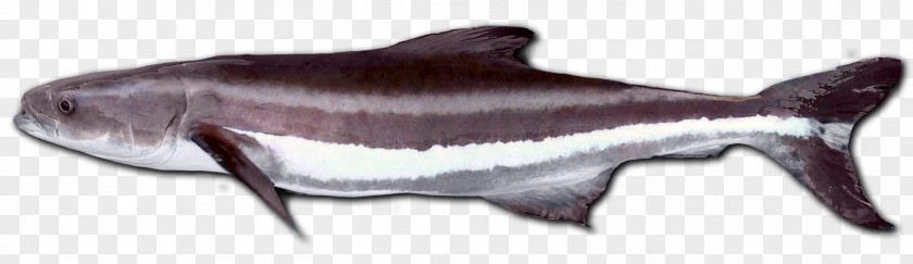 Fish Cobia Largehead Hairtail Pickhandle Barracuda Argyrosomus Japonicus PNG