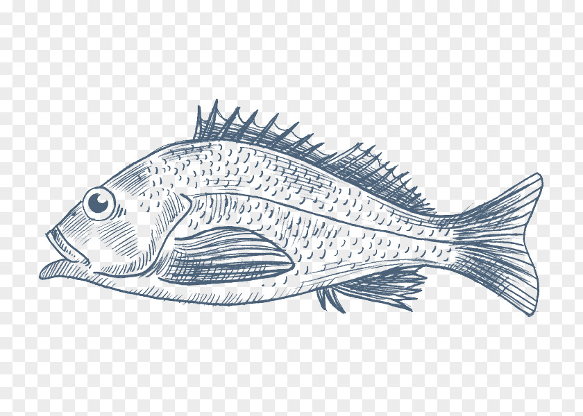 Fish Northern Red Snapper Pacific Ocean Perch Tilapia PNG