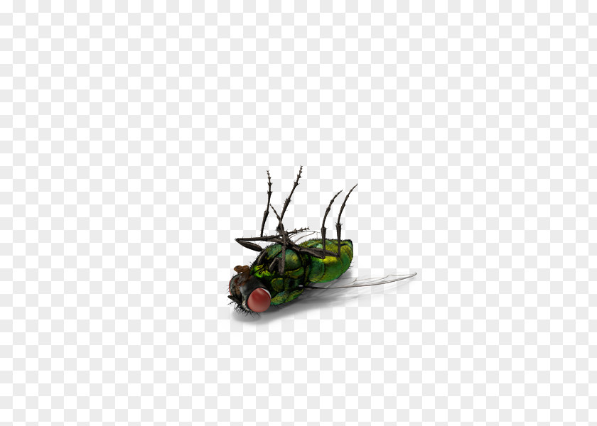 Green Dead Flies Insect Fly PNG