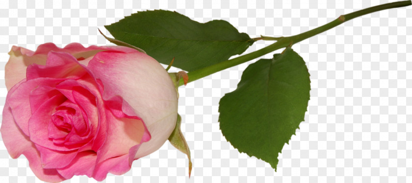 Lilac Rose Pink Flower Clip Art PNG