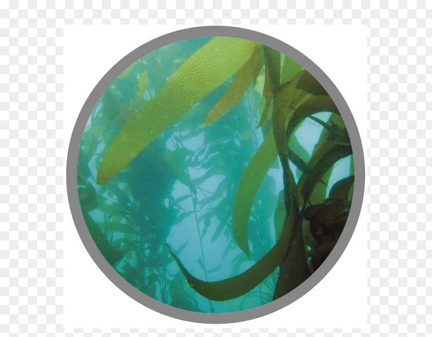 Macrocystis Pyrifera Seaweed Kelp Forest Algae Chromista PNG