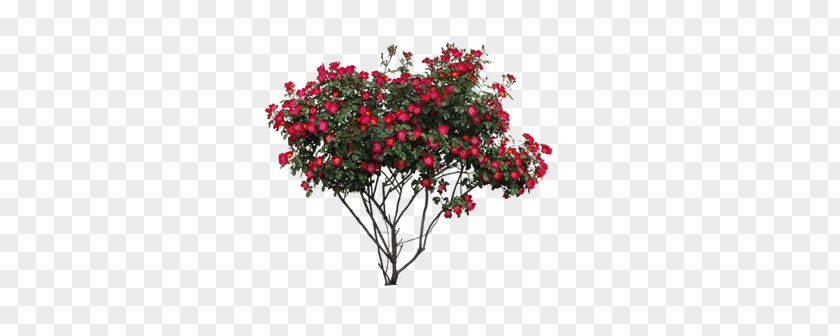 Plant Shrubs Red Flowers PNG shrubs red flowers clipart PNG