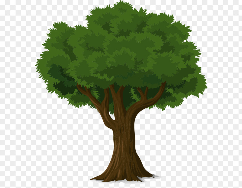 Tree Vector Graphics Image Illustration Trunk PNG