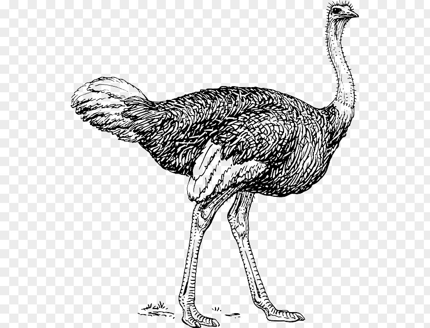 Bird Common Ostrich Clip Art Image Black And White PNG