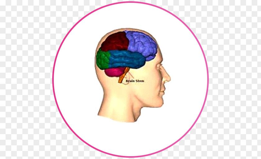 Brain Lobes Of The Frontal Lobe Injury Occipital PNG