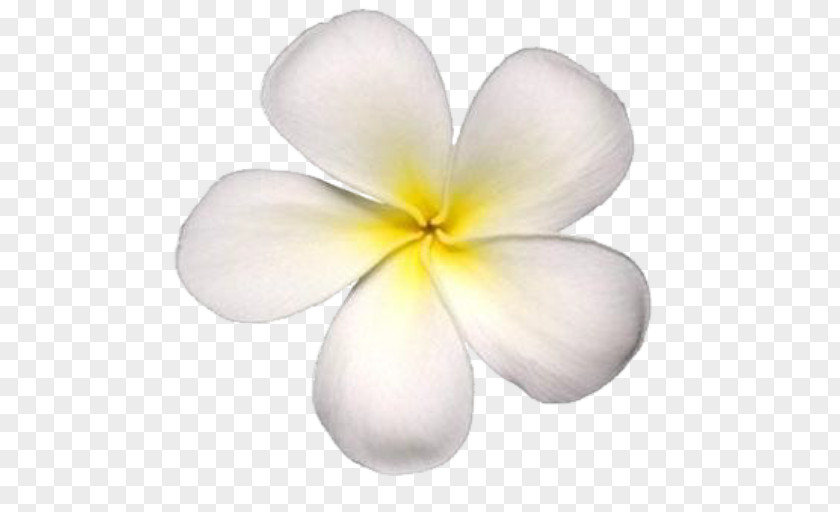 Frangipani Petal Maui Flower Photography PNG