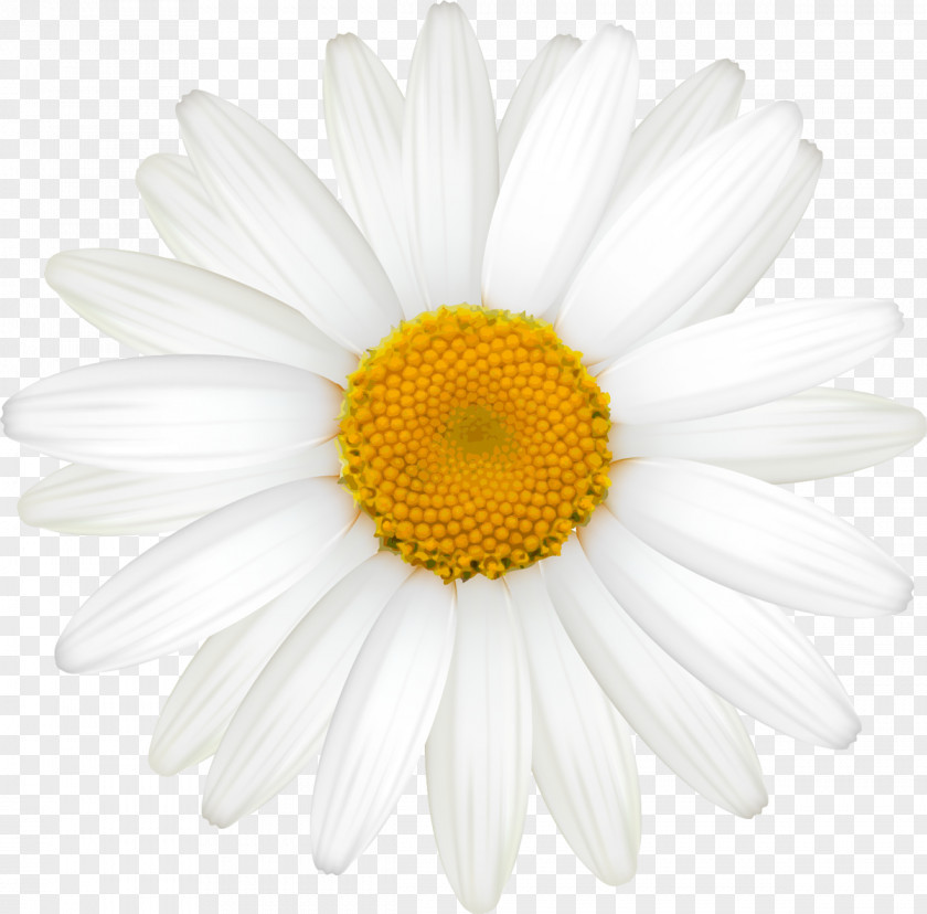 Hand-painted Daisy Common German Chamomile Oxeye Roman PNG