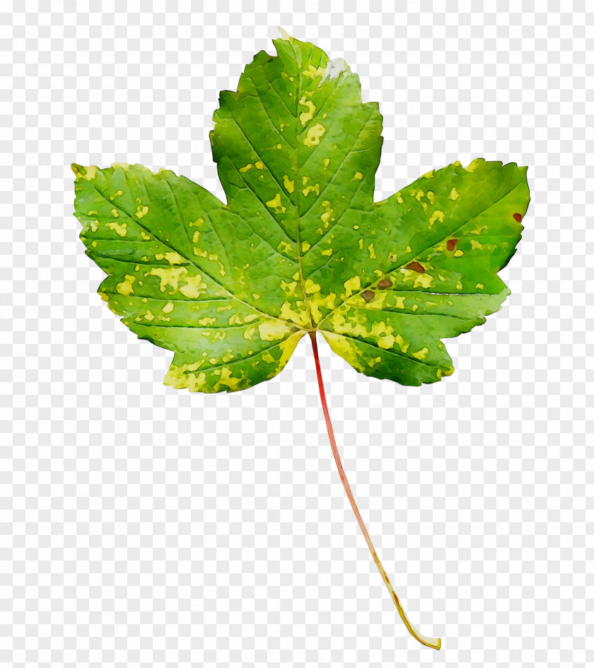 Leaf Plant Stem Plants PNG