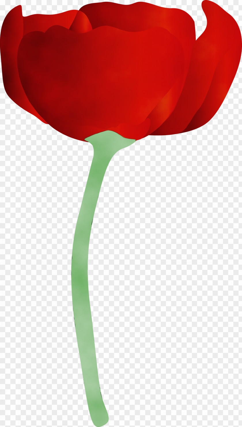 Red Tulip Flower Plant Stem PNG