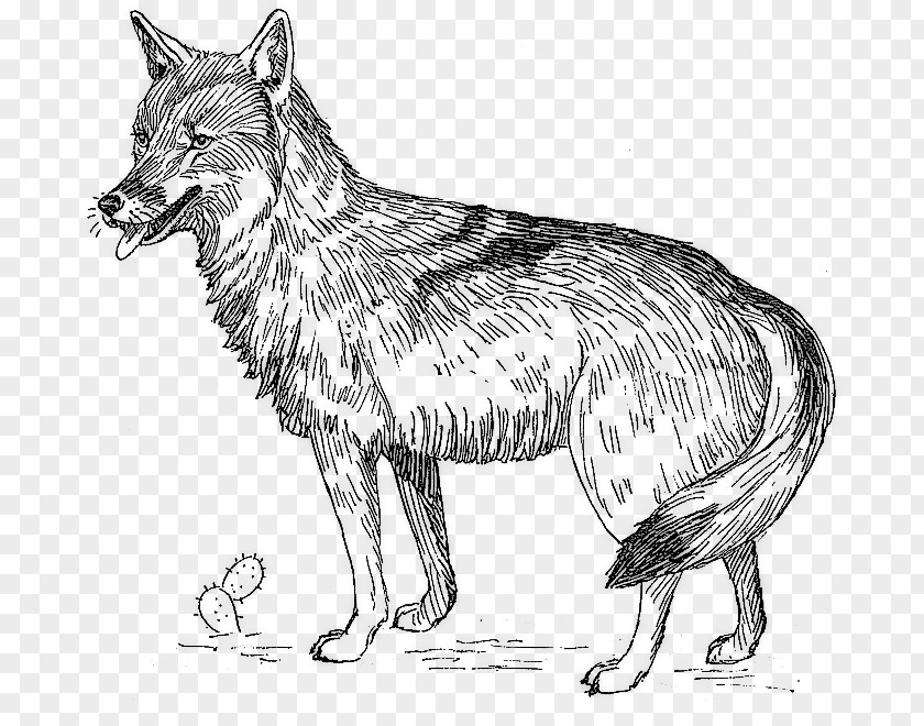 Sketch Coyote Clip Art PNG