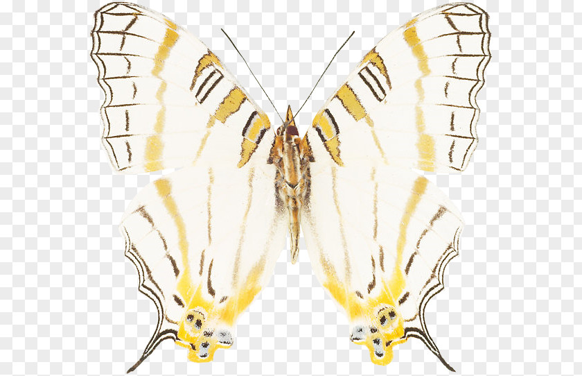 Butterfly Monarch Silkworm Brush-footed Butterflies Insect PNG