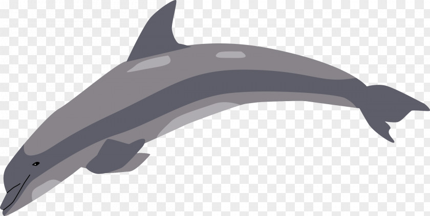 Dolphin Tucuxi Common Bottlenose Porpoise Clip Art PNG