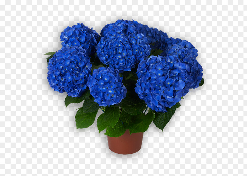 Hortensia Hydrangea Cut Flowers Flowerpot Annual Plant PNG