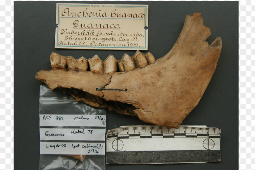 Sloth Ice Age Name Megafauna Machairodontinae Mammoth PNG