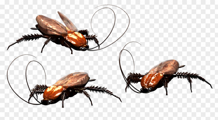 Cockroach German Pest Control Blattodea PNG