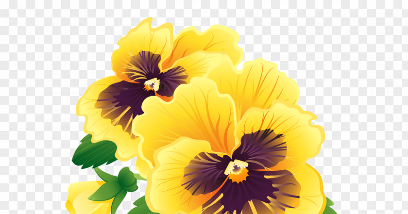 Floral Banner Pansy Vector Graphics Illustration Image GIF PNG