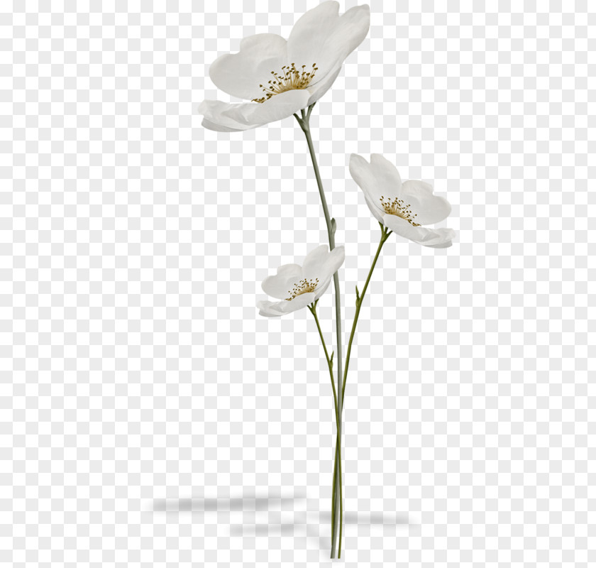 Flower Still Life Photography Clip Art PNG