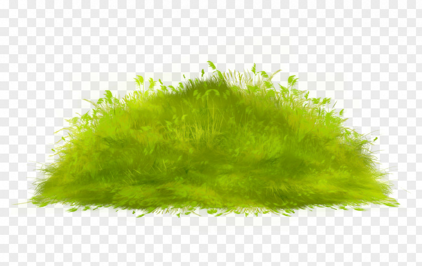 Green Grass Lawn PNG