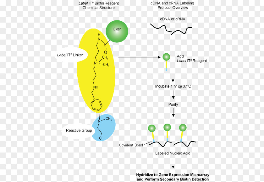Hair Anatomy Nucleic Acid Hybridization Blot Fluorophore Křížení PNG