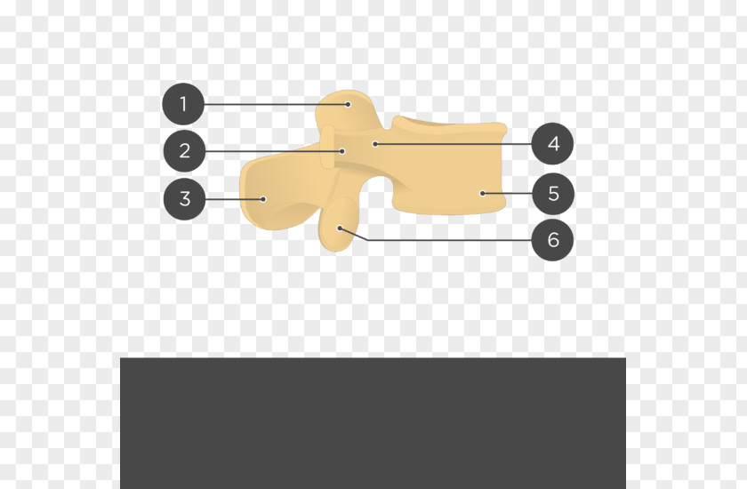 Skull Lumbar Vertebrae Anatomy Lebeční šev Fibrous Joint PNG