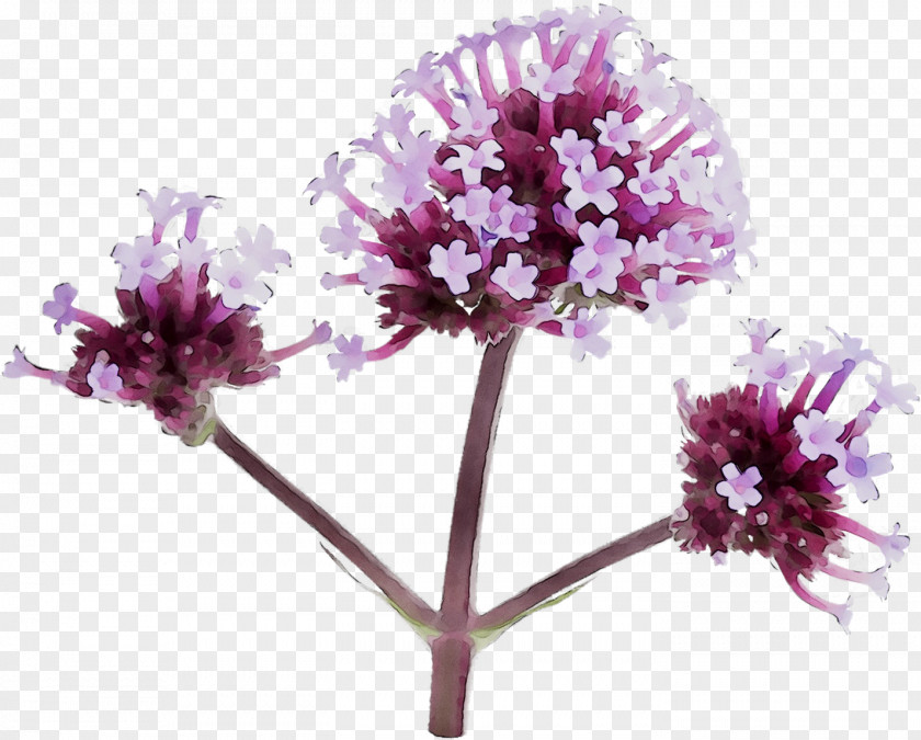 Vervain Herbaceous Plant Purple Cut Flowers Family M Invest D.o.o. PNG