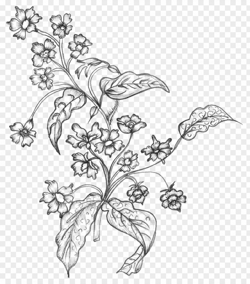 Visual Arts Coloring Book Line Art Leaf Plant Flower Pedicel PNG