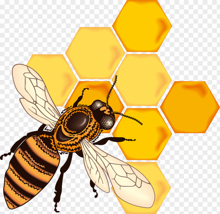 Bee Honey Honeycomb Clip Art PNG