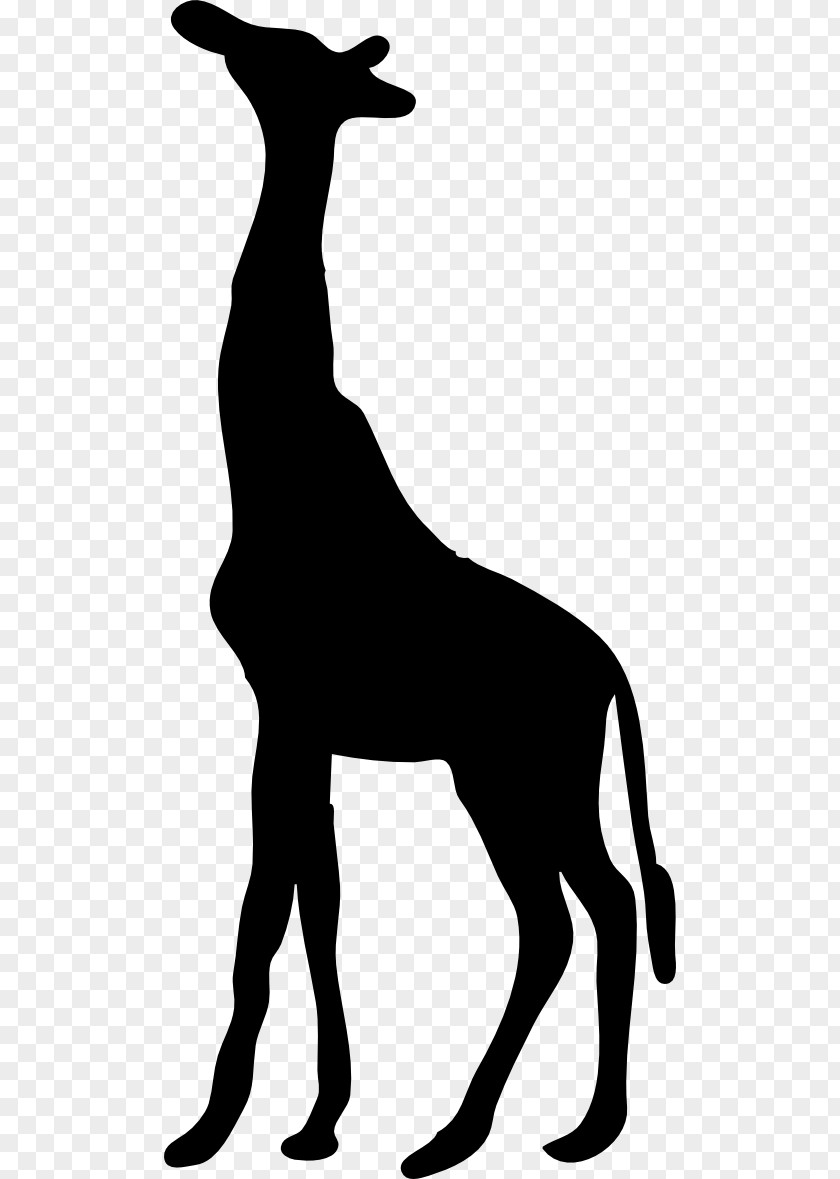 Contour Silhouette Northern Giraffe West African Clip Art PNG